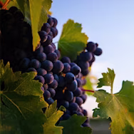 Reife rote Trauben am Rebstock auf der Tenuta Tignanello