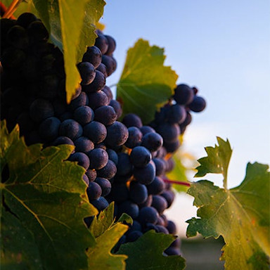 Reife rote Trauben am Rebstock auf der Tenuta Tignanello