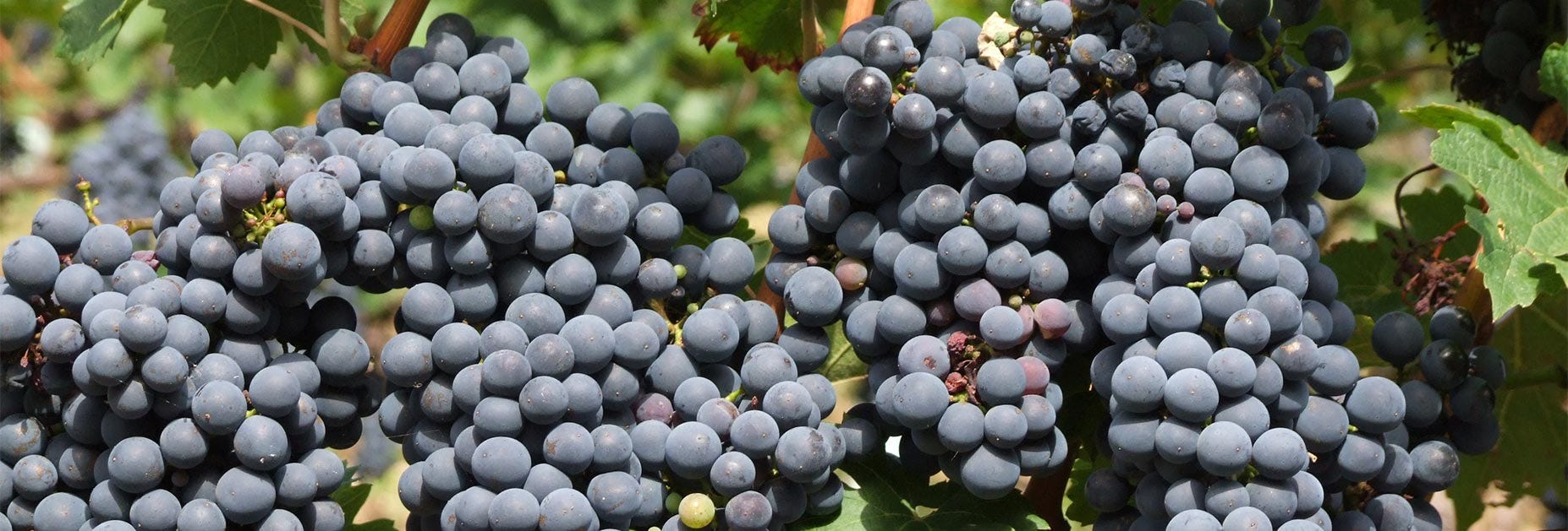 Reife Cabernet Sauvignon Trauben am Rebstock
