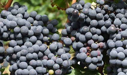 Reife Cabernet Sauvignon Trauben am Rebstock