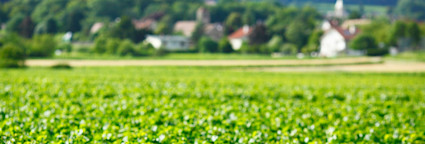 Blick über die Rebberge der Domaine Trapet