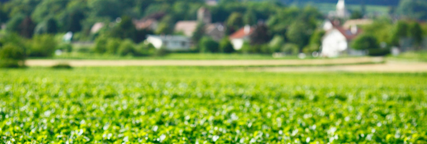 Blick über die Rebberge der Domaine Trapet