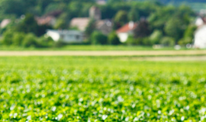 Blick über die Rebberge der Domaine Trapet
