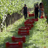 Erntehelfer nehmen die reifen weissen Trauben ab