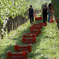 Erntehelfer nehmen die reifen weissen Trauben ab
