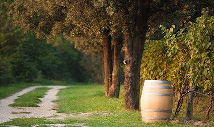 Aus der Franciacorta stammen hochwertige Schaumweine und kräftige Rote.