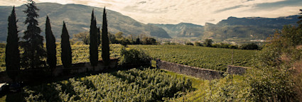 Blick über das Land vom Weingut Conti Bossi Fedrigotti, welches zum Hause Masi gehört.