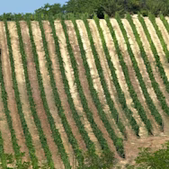 Blick von oben auf einen Rebberg von Prunotto, bereit für die Traubenreife