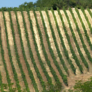 Blick von oben auf einen Rebberg von Prunotto, bereit für die Traubenreife
