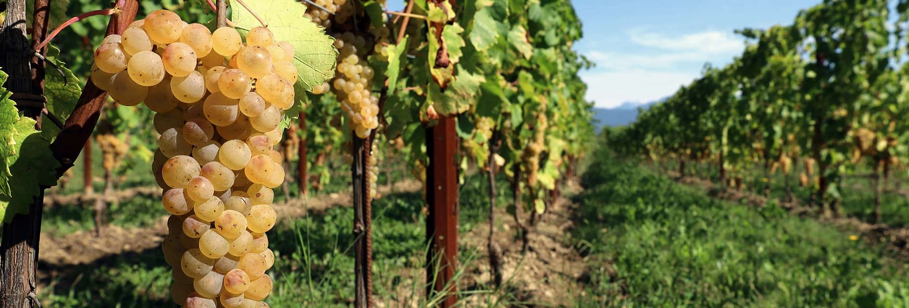 Ribolla Gialla-Trauben am Rebstock