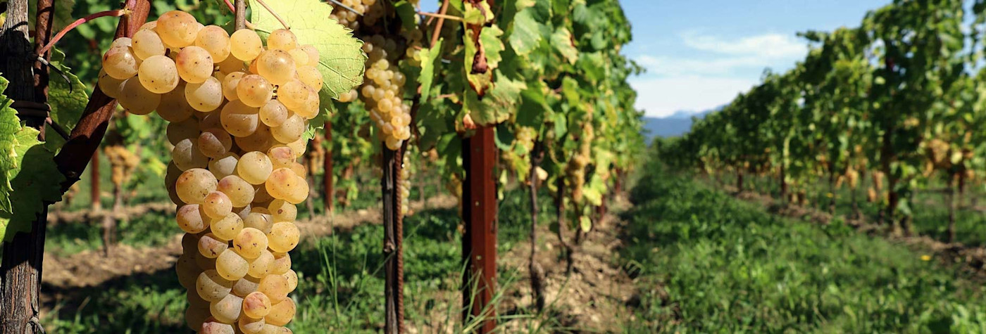 Ribolla Gialla-Trauben am Rebstock