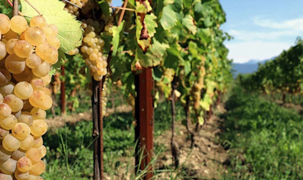 Ribolla Gialla-Trauben am Rebstock