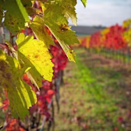 Herbstliche Stimmung in den Rebbergen von Conti Zecca