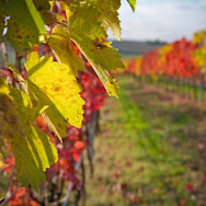 Herbstliche Stimmung in den Rebbergen von Conti Zecca