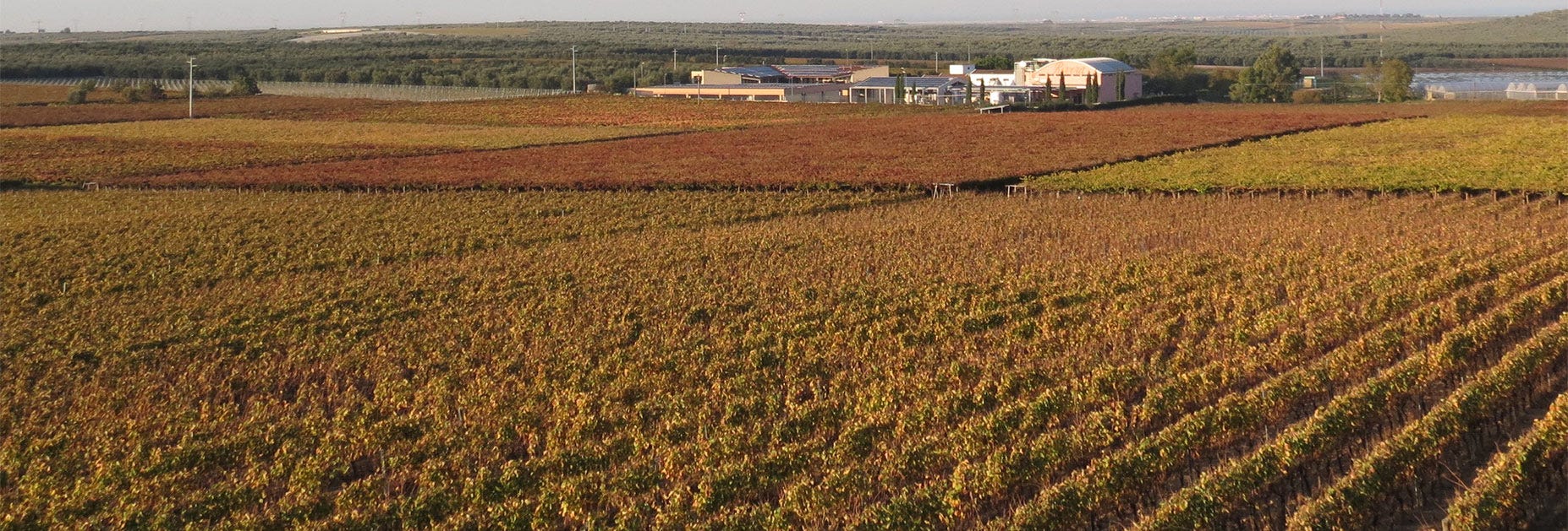 Rebberge vom Weingut Rivera