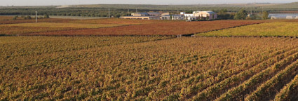 Rebberge vom Weingut Rivera