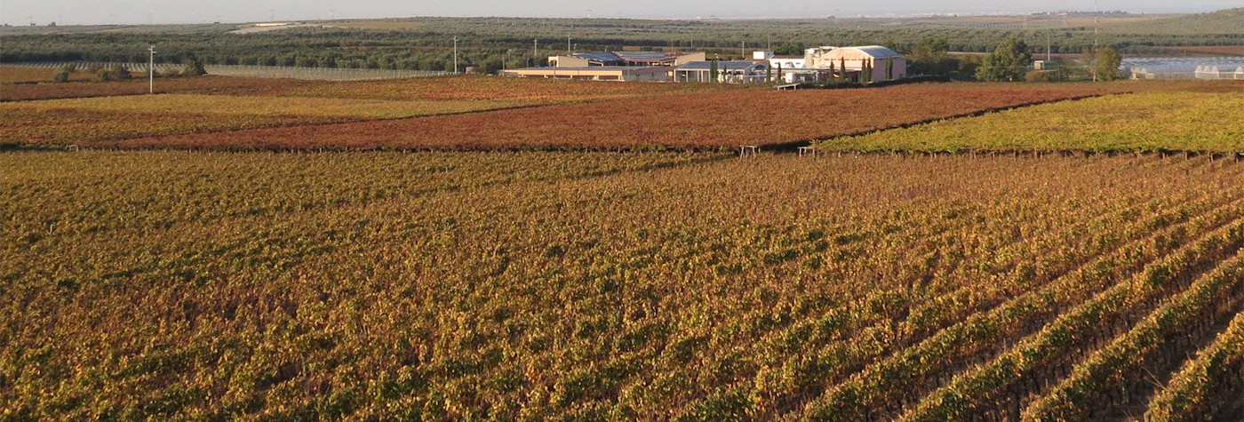 Rebberge vom Weingut Rivera