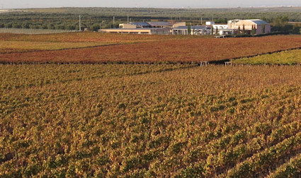 Rebberge vom Weingut Rivera