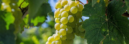 Die Weissweintraube Riesling wird auch in Italien kultiviert