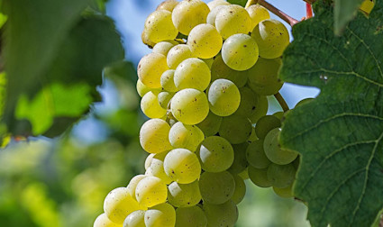 Die Weissweintraube Riesling wird auch in Italien kultiviert