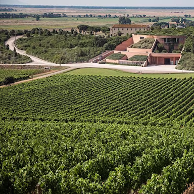 Rebbergen und das Hauptgebäude des Weinguts Le Mortelle in der Toskana