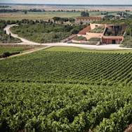 Rebbergen und das Hauptgebäude des Weinguts Le Mortelle in der Toskana