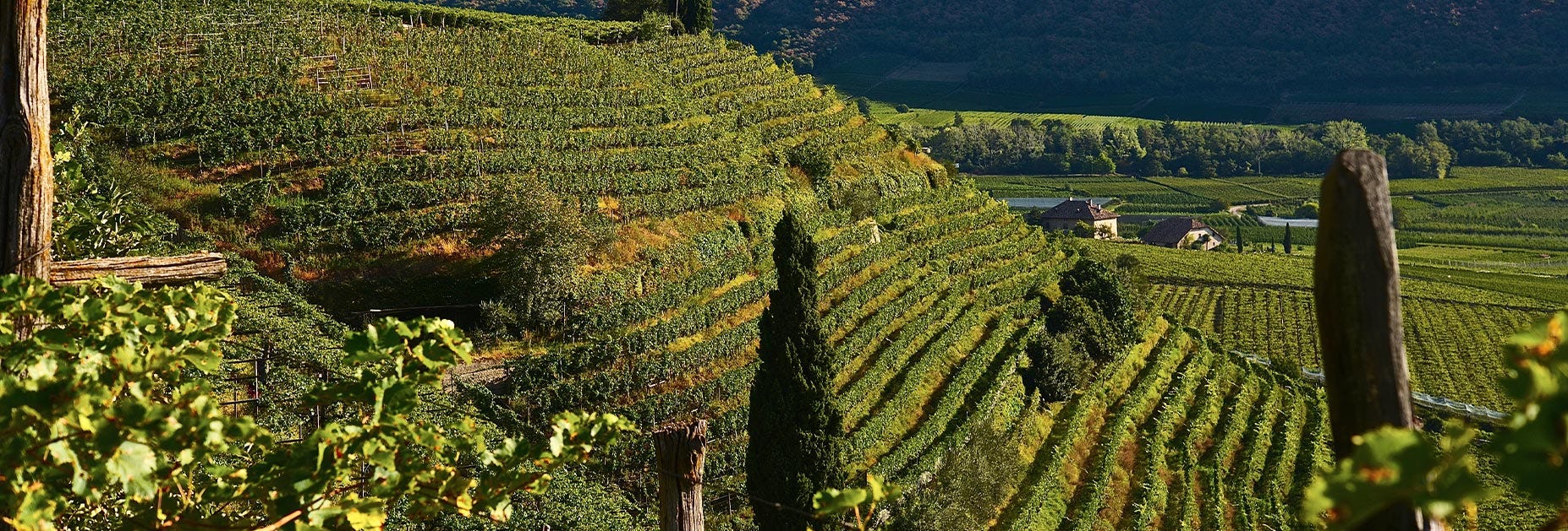 Steile Rebberge von Alois Lageder im Südtirol