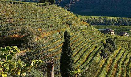 Steile Rebberge von Alois Lageder im Südtirol