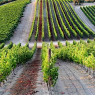 Rebzeilen von Punica auf Sardinien bereit für das Ausreifen der Trauben