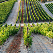 Rebzeilen von Punica auf Sardinien bereit für das Ausreifen der Trauben