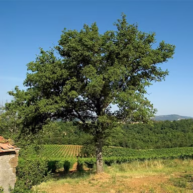 Grosser Baum inmitten der Rebbergen des Weinguts Aldobrandesca
