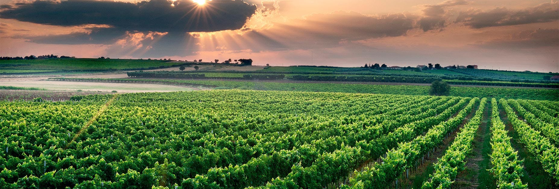 Abendliche imposante Stimmung über den Rebbergen der Tenuta Borgo di Colloredo