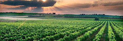 Abendliche imposante Stimmung über den Rebbergen der Tenuta Borgo di Colloredo
