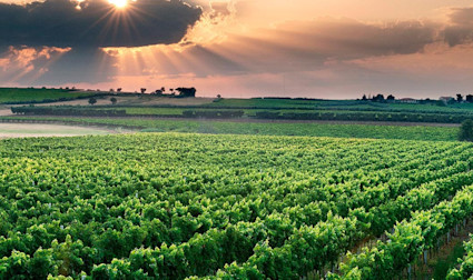 Abendliche imposante Stimmung über den Rebbergen der Tenuta Borgo di Colloredo