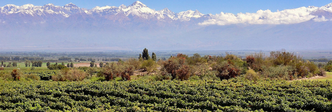 Masis Weingut Tupungato lässt die argentinische Sonne die Trauben gut gedeihen