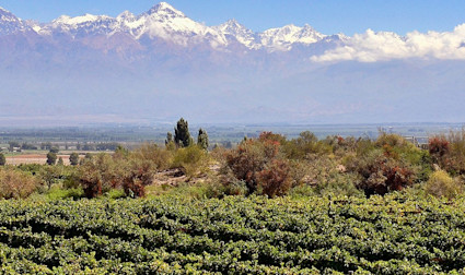 Masis Weingut Tupungato lässt die argentinische Sonne die Trauben gut gedeihen