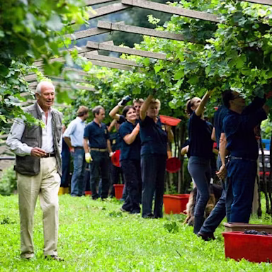 Erntehelfer lesen die Trauben der Pergolareben auf der Tenuta San Leonardo