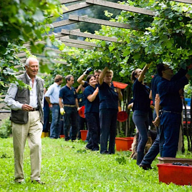 Erntehelfer lesen die Trauben der Pergolareben auf der Tenuta San Leonardo