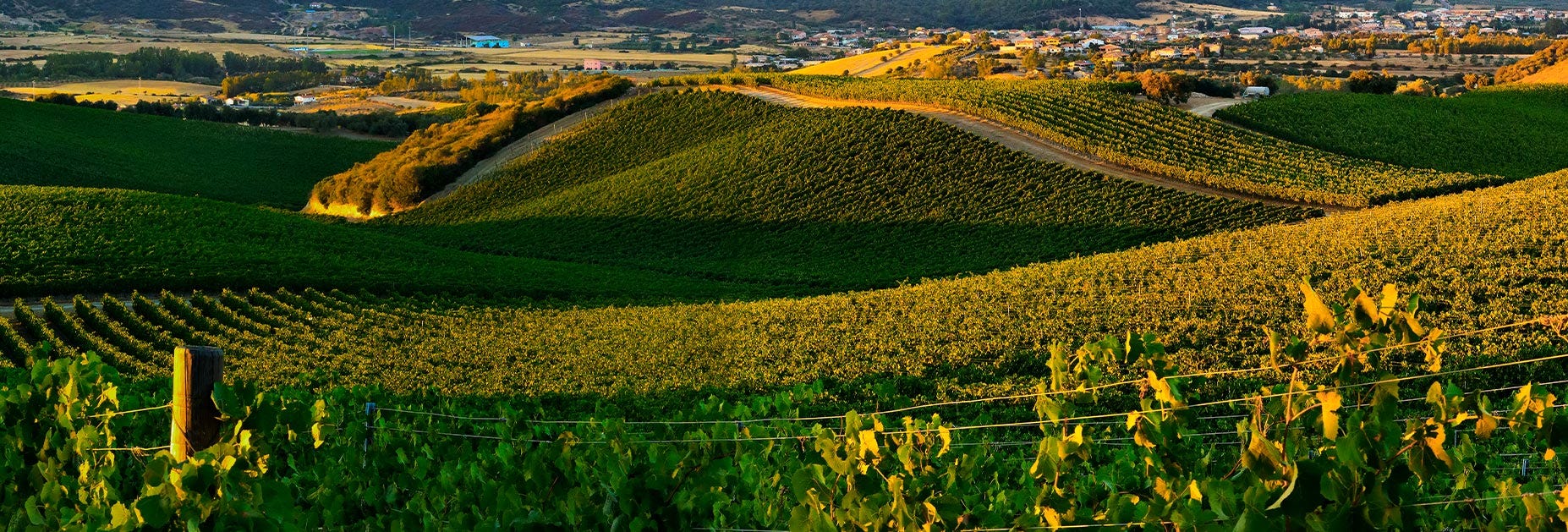 Wunderschöner Blick über die Rebberge von Punica auf Sardinien