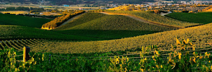 Wunderschöner Blick über die Rebberge von Punica auf Sardinien