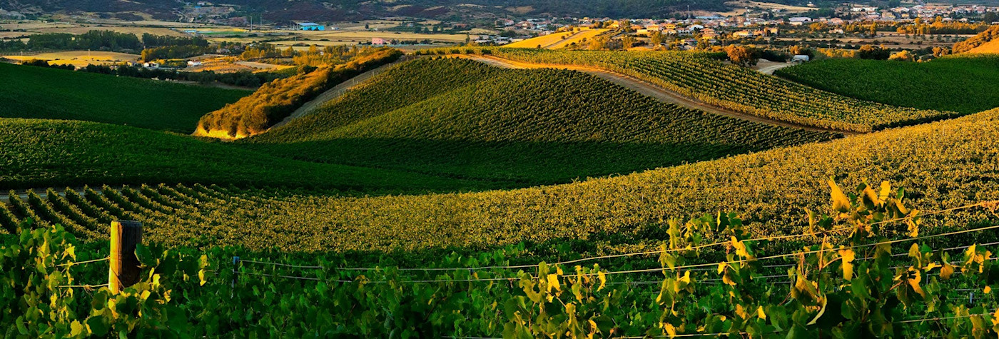 Wunderschöner Blick über die Rebberge von Punica auf Sardinien