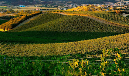 Wunderschöner Blick über die Rebberge von Punica auf Sardinien