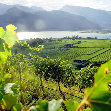 Wunderschöner Ausblick über die Rebberge und den Kalterersee im Südtirol