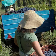 Erntehelfer auf dem Weingut Banfi im Piemont