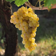 Weisse Weintrauben vom Produzenten Umanchi Ronchi