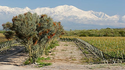 Das bekannteste Anbaugebiet Argentiniens ist die Wolfühl-Heimat des Malbec.
