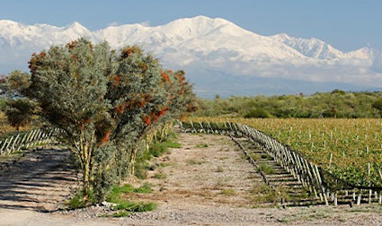 Das bekannteste Anbaugebiet Argentiniens ist die Wolfühl-Heimat des Malbec.