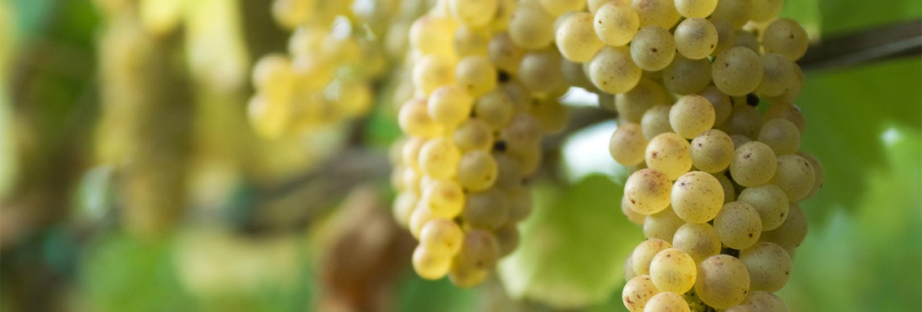 Reife Pinot bianco Trauben, auch Weissburgunder oder Pinot Gris genannt