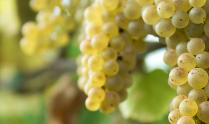 Reife Pinot bianco Trauben, auch Weissburgunder oder Pinot Gris genannt