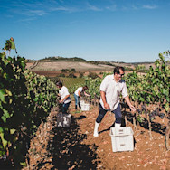 Erntehelfer pflücken die reifen Trauben für die Weinverarbeitung